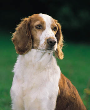 WELSH SPANIEL SARITOR